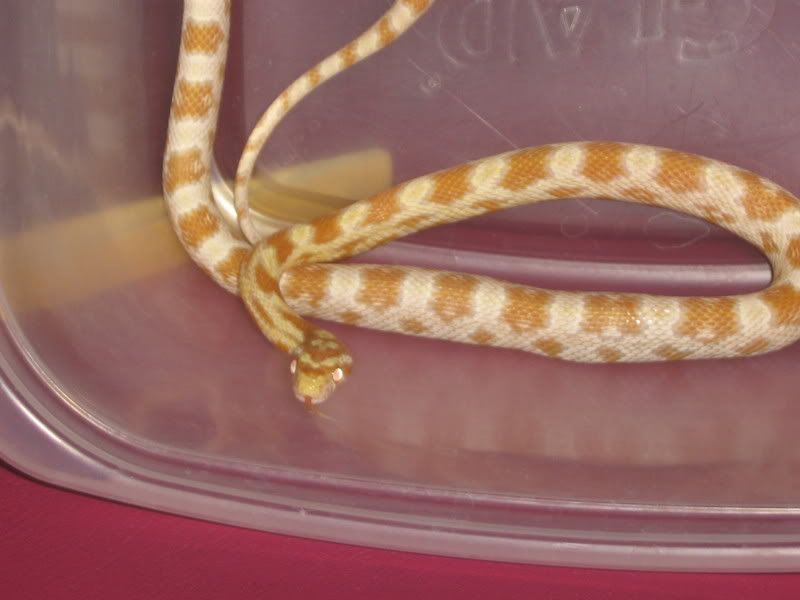 CornSnakes198.jpg