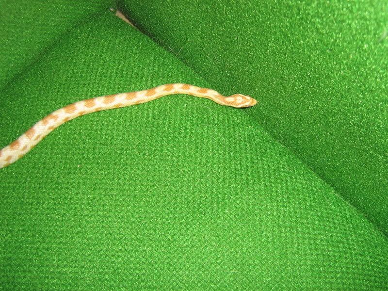 CornSnakes298.jpg