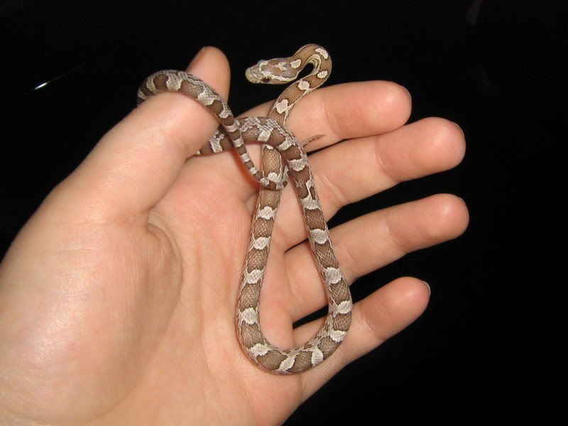 CornSnakes292.jpg