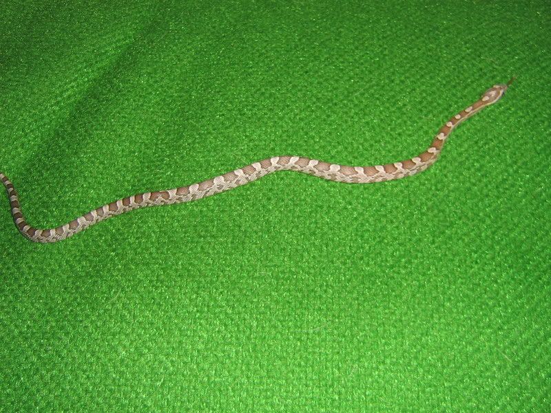 CornSnakes293.jpg