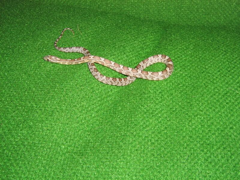 CornSnakes294.jpg