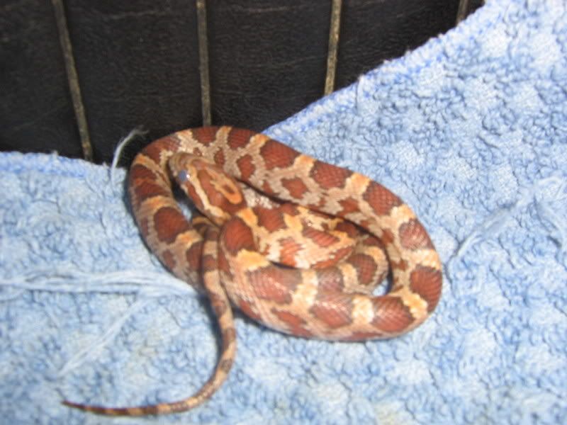 CornSnakes031.jpg