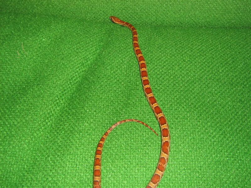 CornSnakes296.jpg