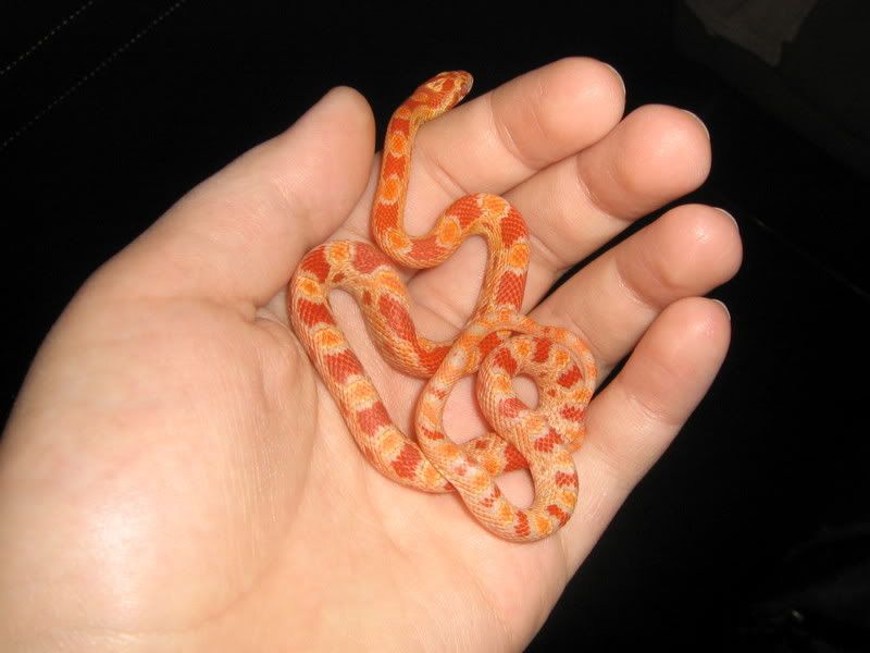 CornSnakes290.jpg