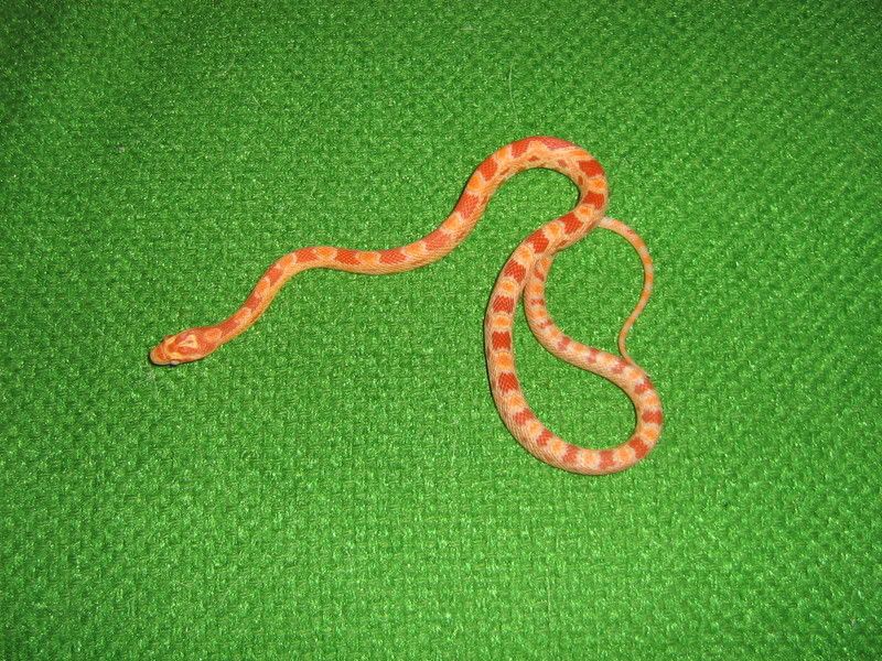 CornSnakes291.jpg