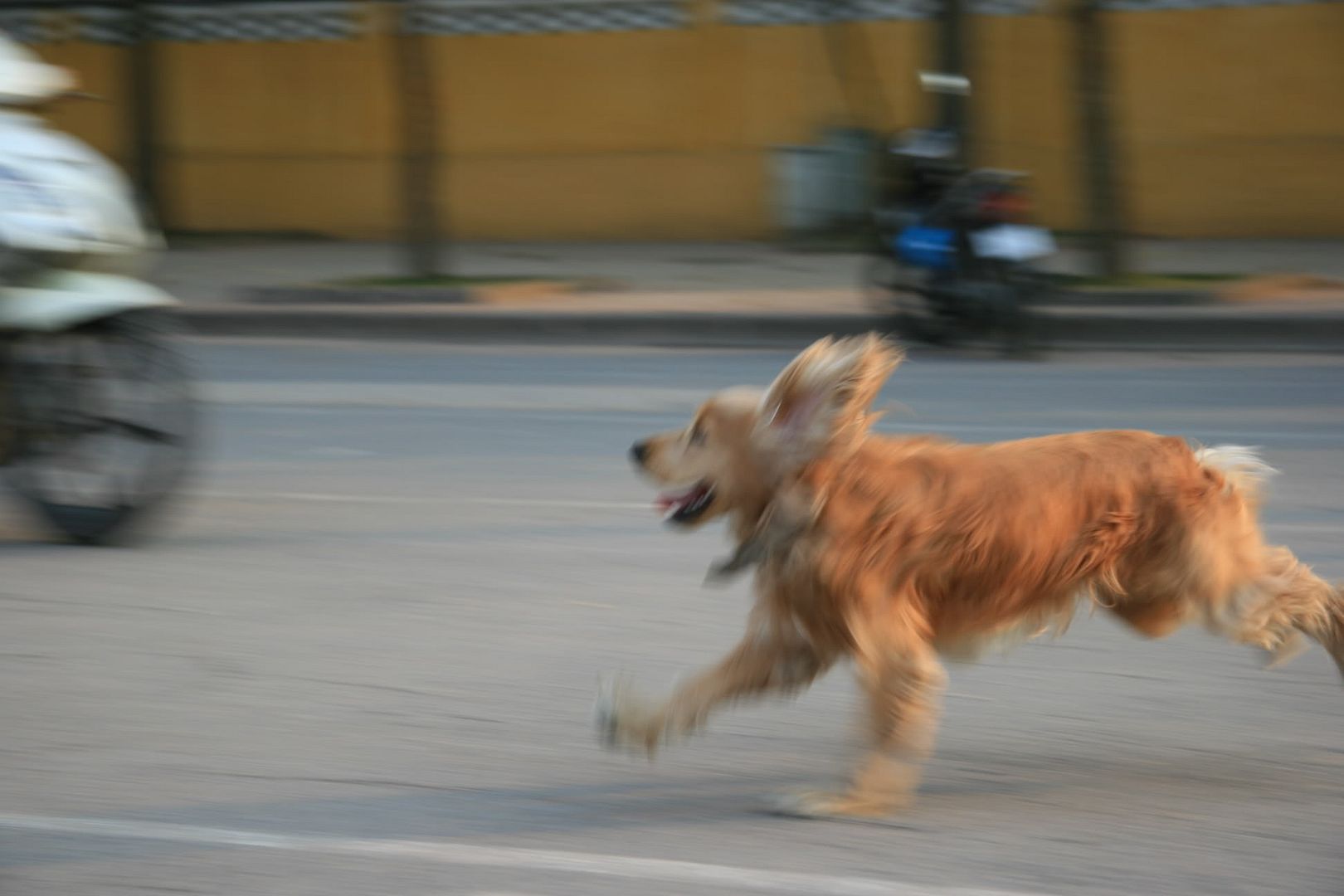 IMG_1815.jpg Luky can fly! picture by NuhoangPencak