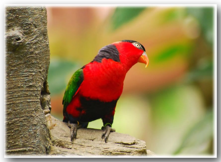 Photo Sharing and Video Hosting at Photobucket