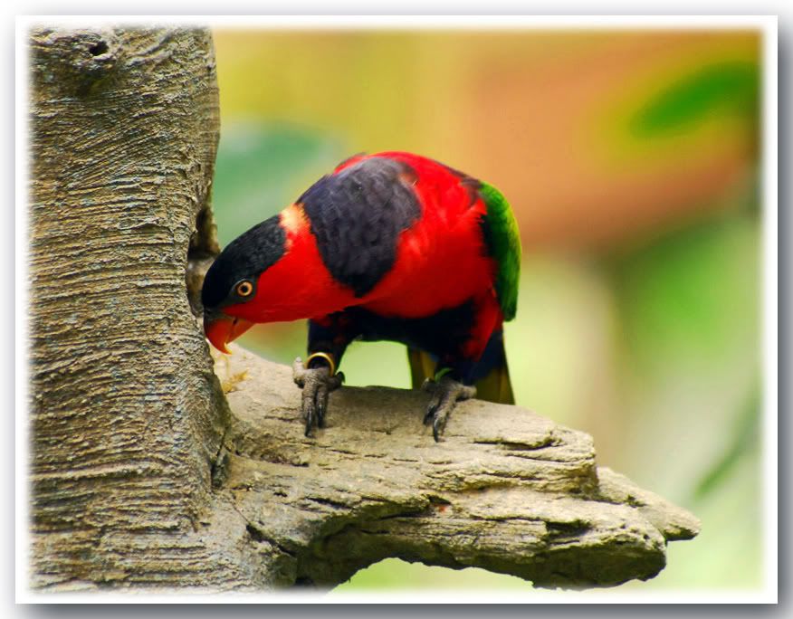 Photo Sharing and Video Hosting at Photobucket