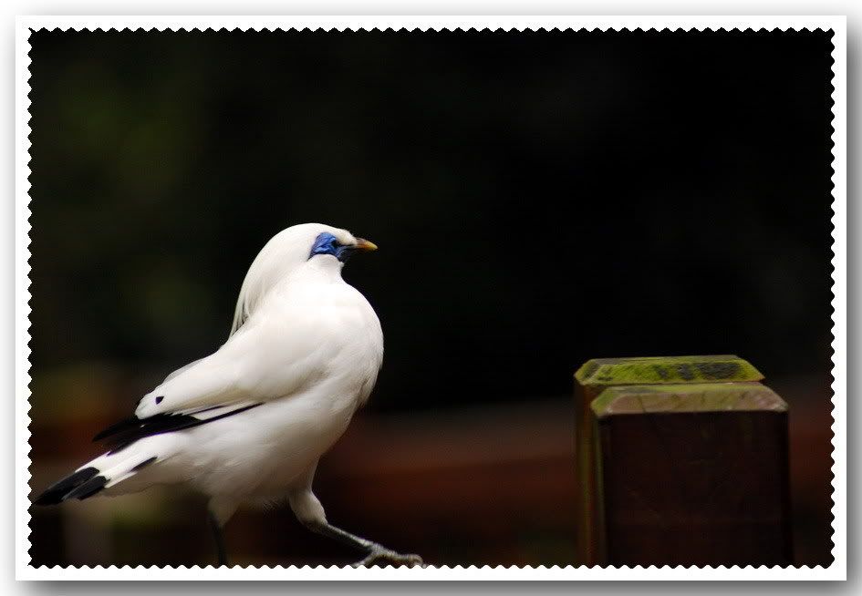 Photo Sharing and Video Hosting at Photobucket