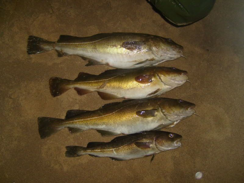 tompasfish24112008001.jpg