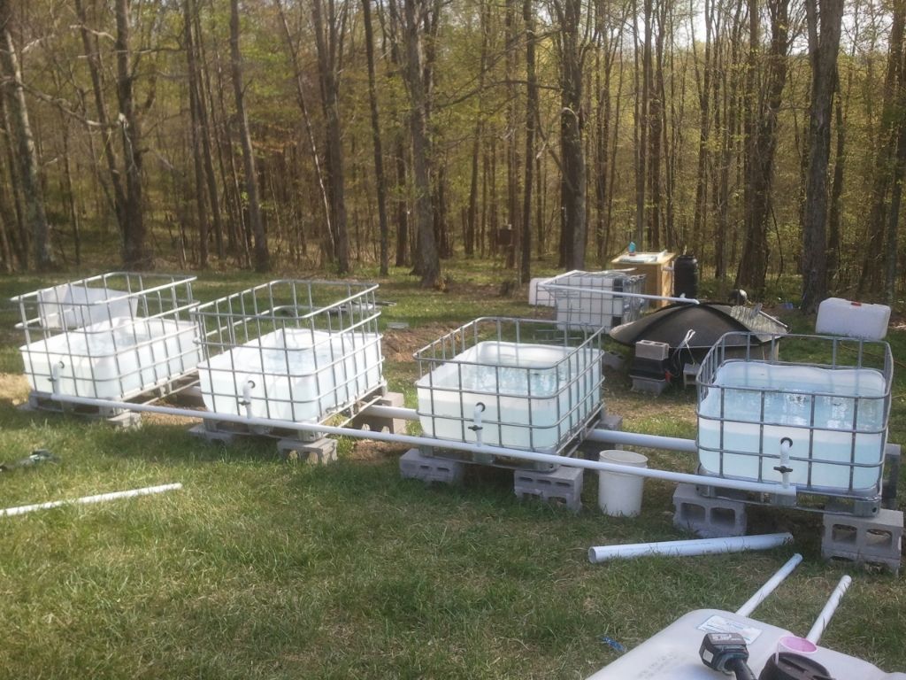 talk to me about barrel fish... (fish raised in a barrel) - Homesteading Questions