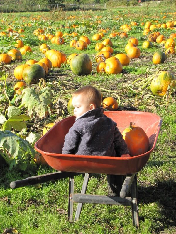 in the wheelbarrow