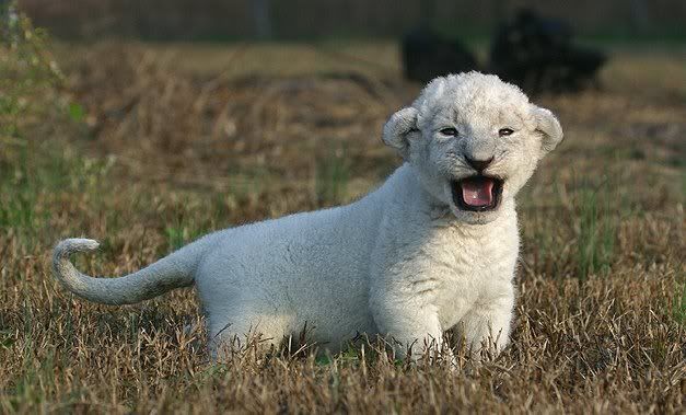 White lion cub Pictures, Images and Photos