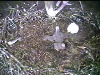 Barton's Cove eaglet