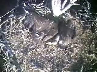 Barton's Cove eaglets