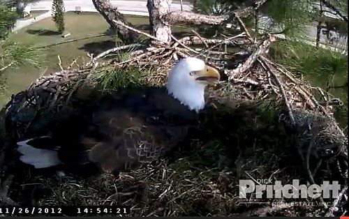 South Florida Eagle Web Cam