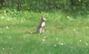 squirrel.jpg