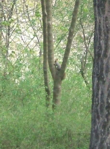 squirrel2.jpg
