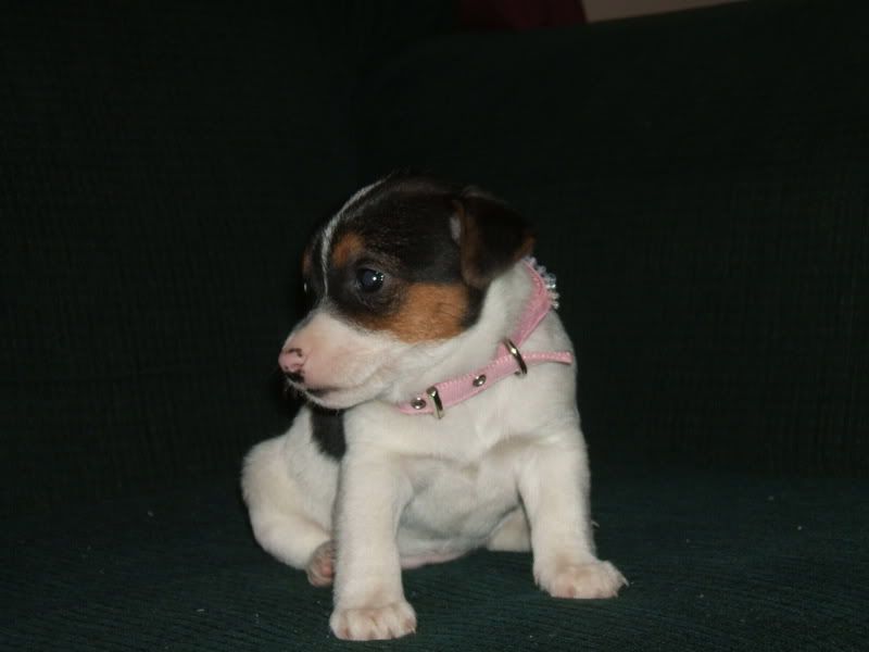 Miss Molly