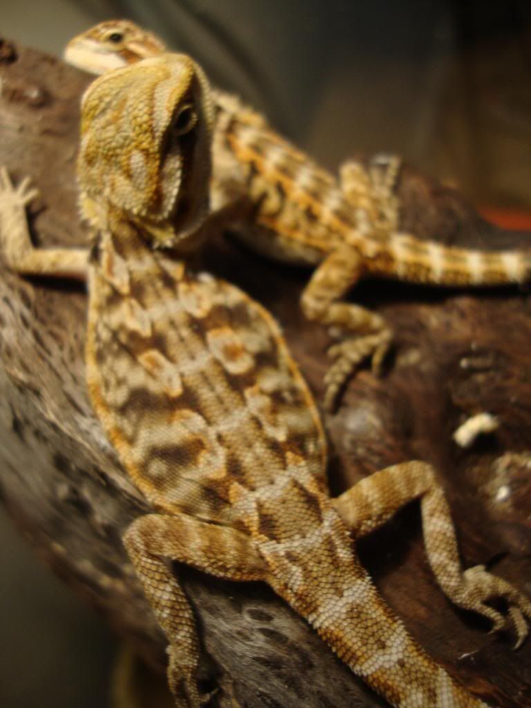 HELP WITH PATTERN UNDER BELLY • Bearded Dragon . org