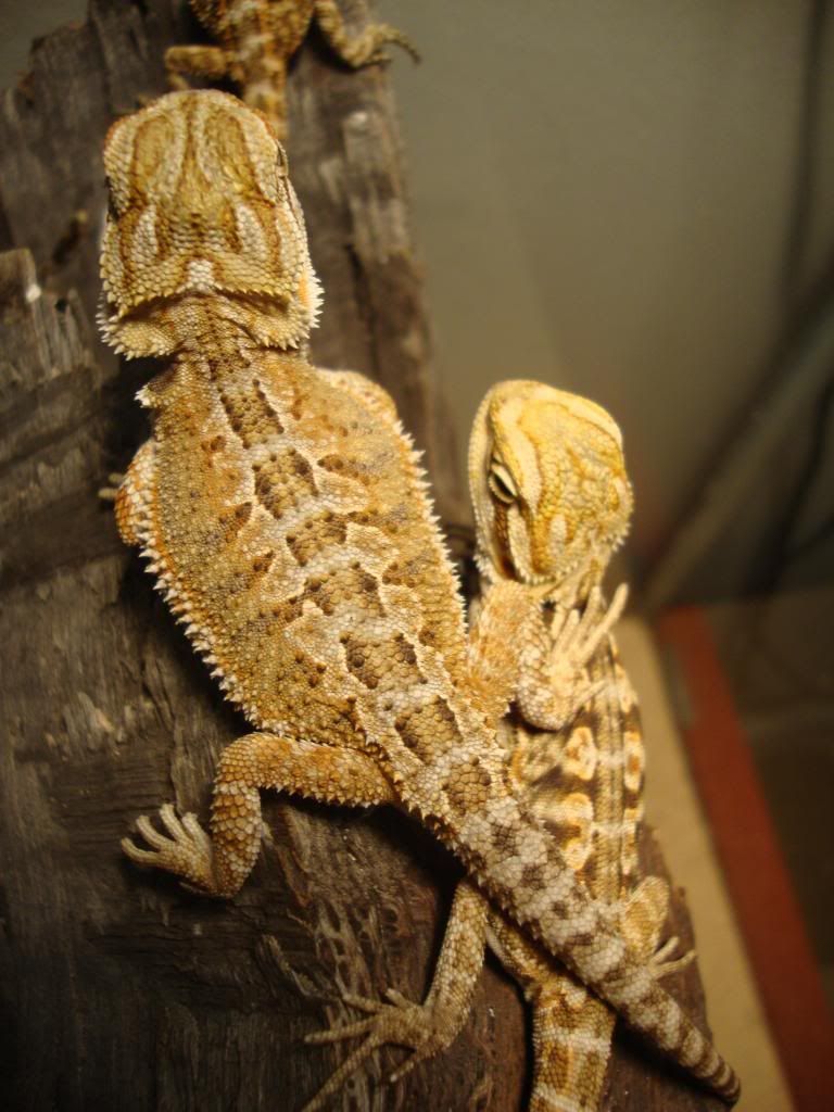 HELP WITH PATTERN UNDER BELLY • Bearded Dragon . org