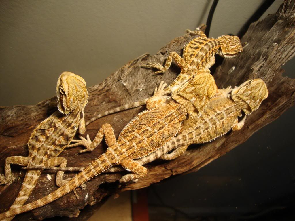 HELP WITH PATTERN UNDER BELLY • Bearded Dragon . org