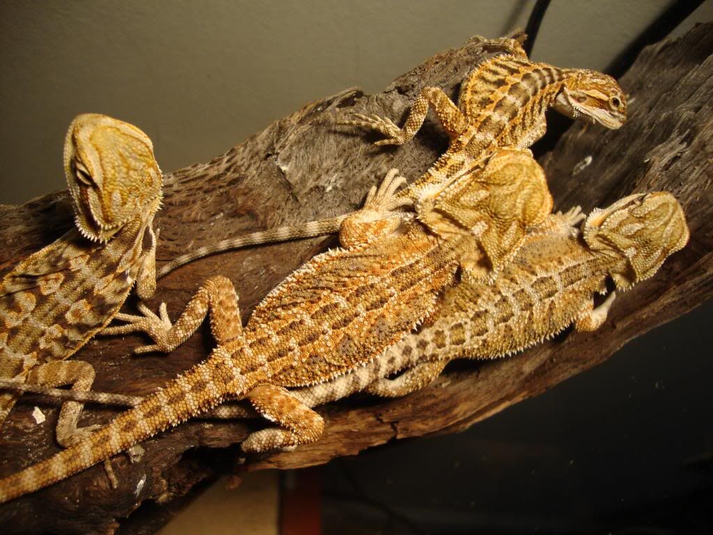 HELP WITH PATTERN UNDER BELLY • Bearded Dragon . org