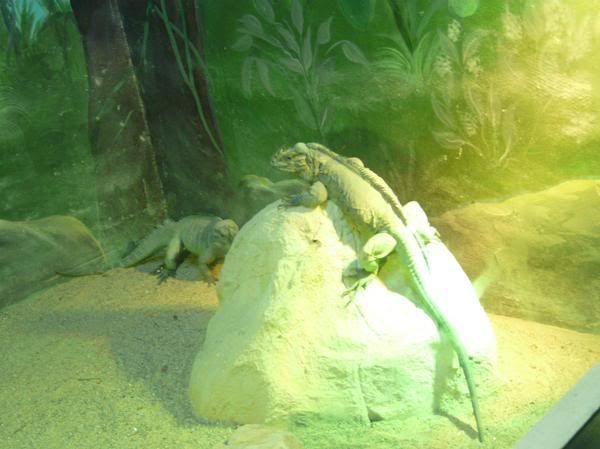 Lizards. Pictures, Images and Photos