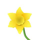 th_daffodil-1.jpg