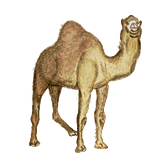 th_onehairycamelhahaha.png