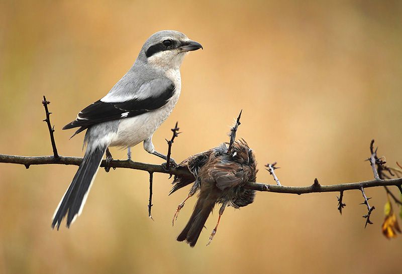 Shrike-impaling-dunnock_zps1cae7282.jpg