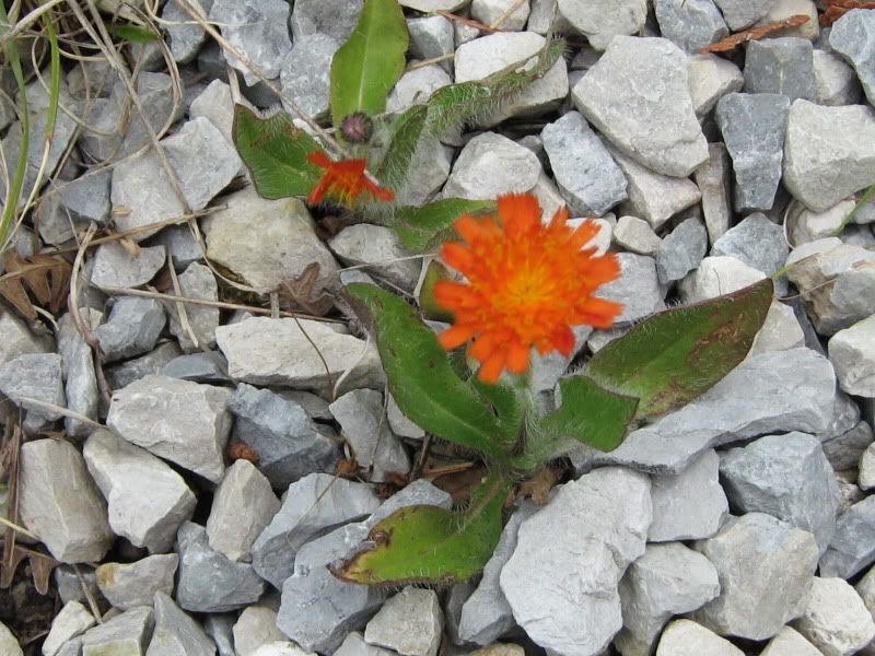 http://i121.photobucket.com/albums/o235/taichi_photos/IMG_0331.jpg?t=1276966463
