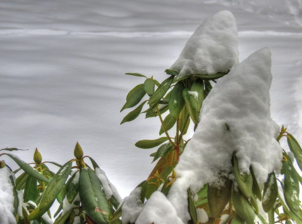 IMAGE: http://i121.photobucket.com/albums/o238/park83rsx/HDR/20121228RhododendronHDR01SMALL_zpsc5fcd4e3.jpg