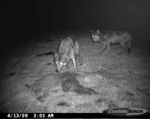 just some trail cam pics........... Kentucky Hunting
