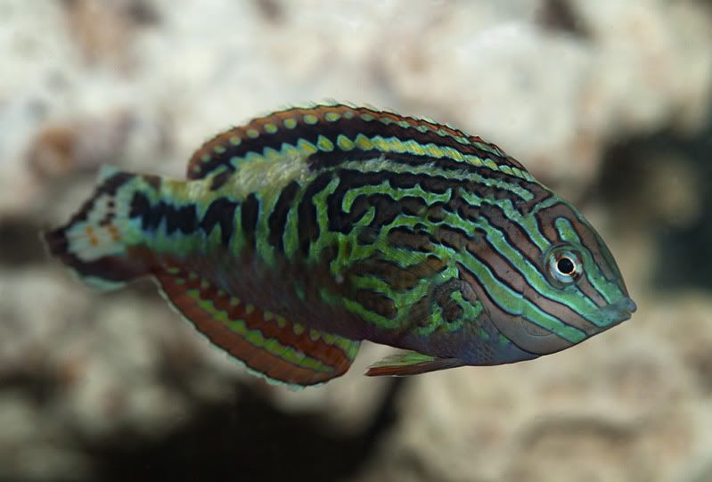 RARE FIND: MALE Blue Star Leopard Wrasse - Manhattan Reefs