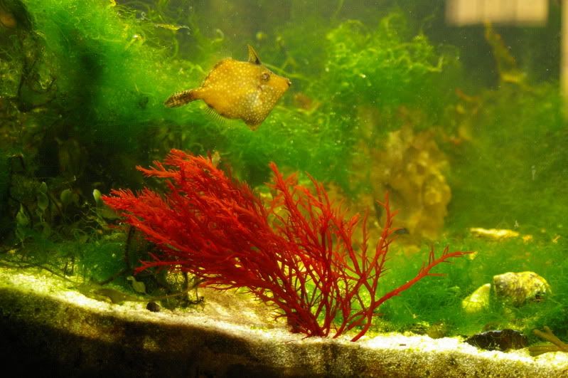 Red Macroalgae (Agardhiella tenera) - Manhattan Reefs