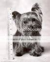 Yorkie Puppyyyy Pictures, Images and Photos