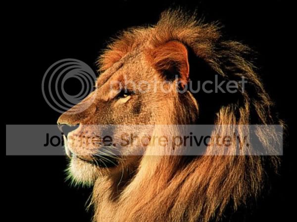 Lion.jpg