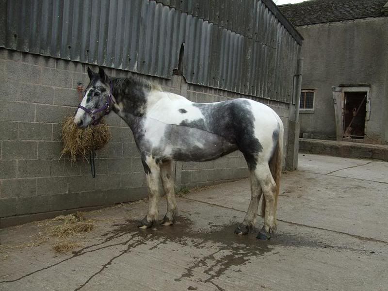 Pictures please of your clipped horses - Page 2